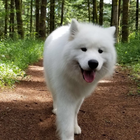 I HAVE PETS - Picture 1 of 4